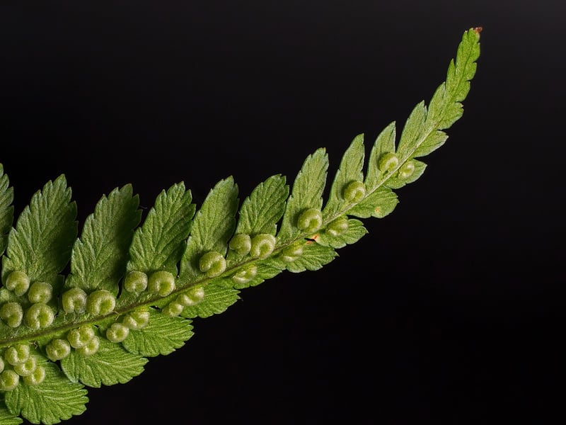 Twilight's Tear Fern