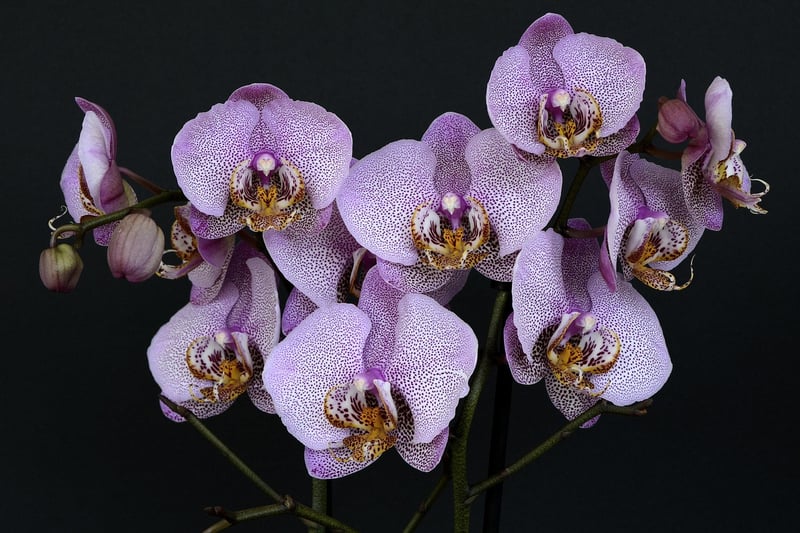Enchanted Orchid of Lumina