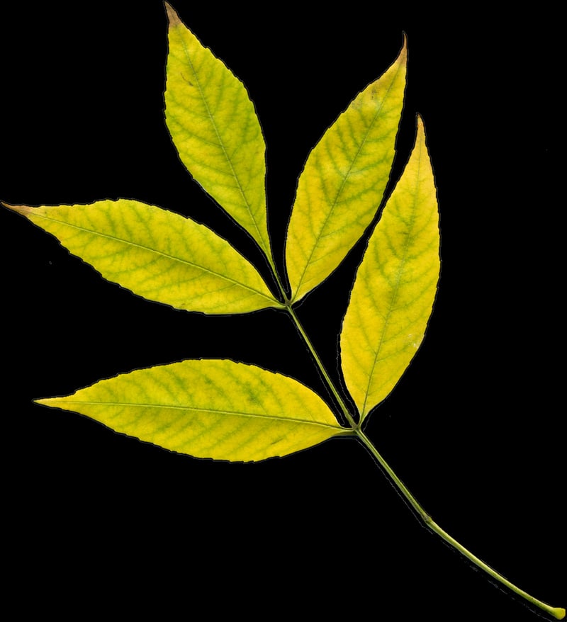 Glowleaf