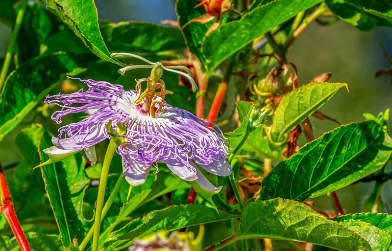 Celestial Vine